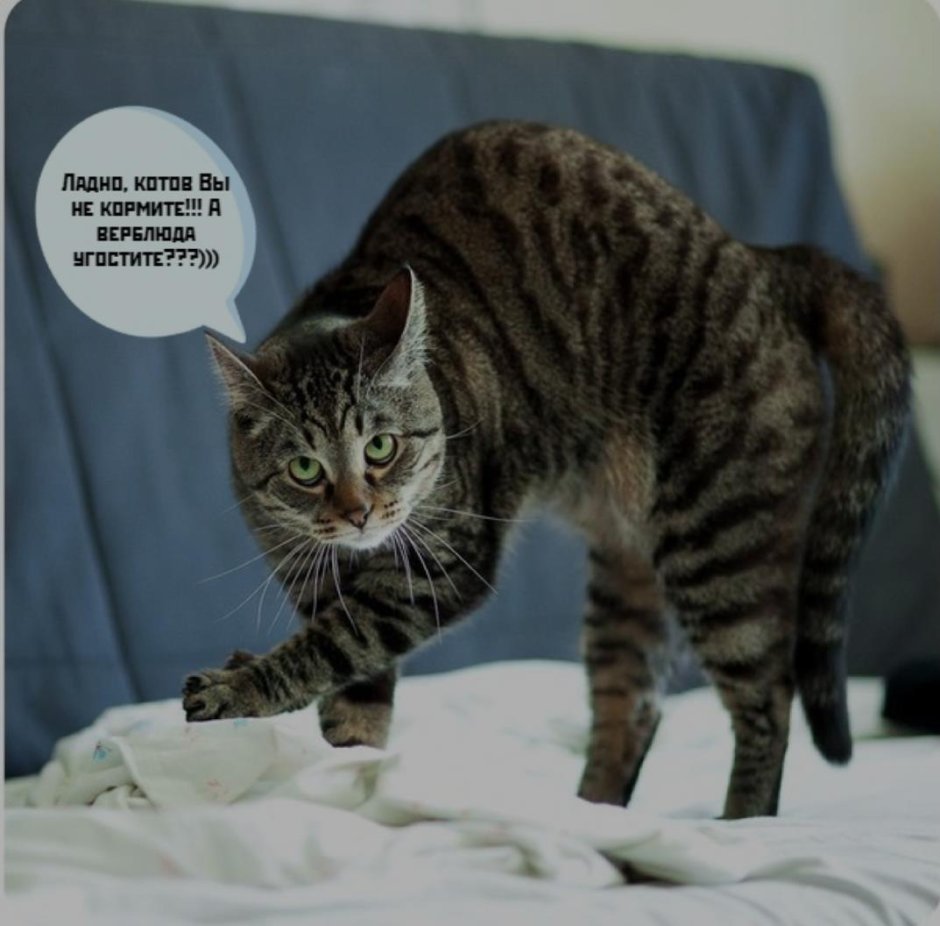 Кот выгнул спину