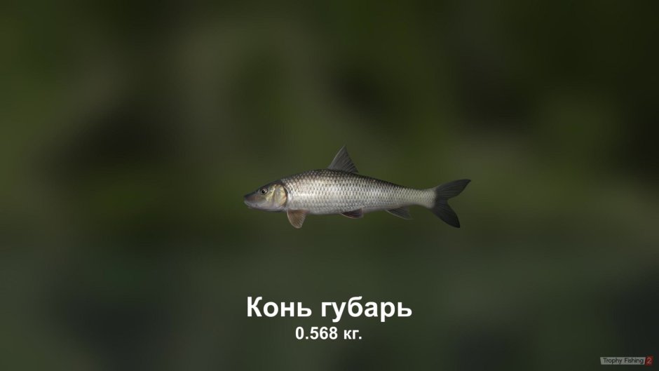Конёк Губарь рыба