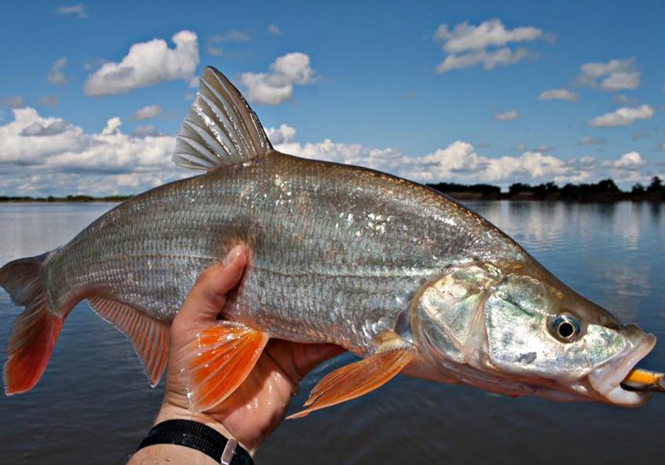 Обыкновенная щука (Esox Lucius)