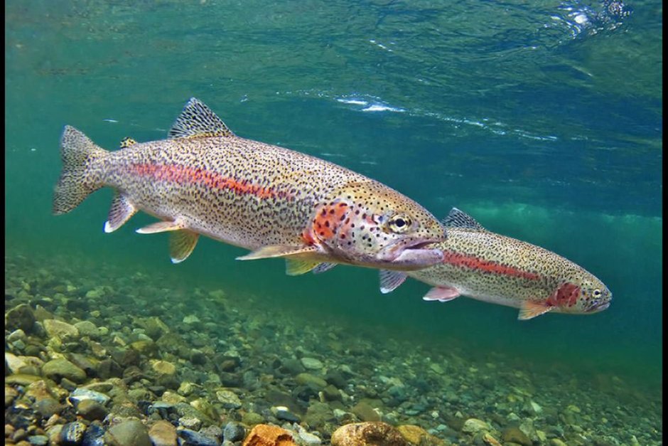 Щука Esox Lucius