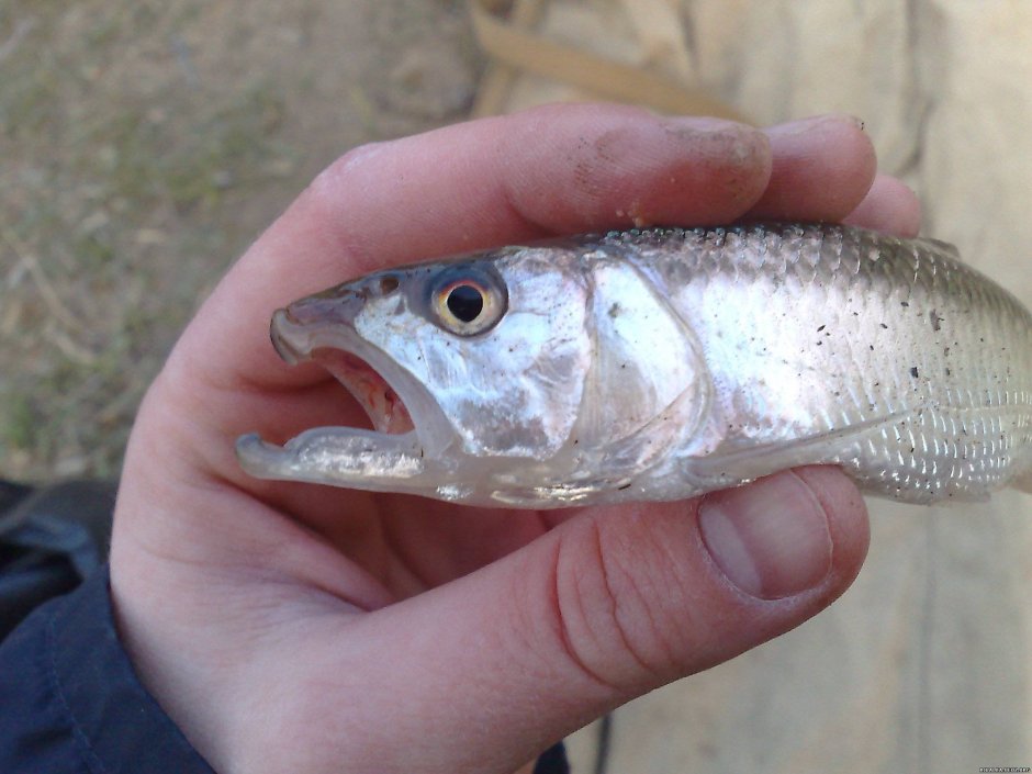 Pseudorasbora Parva