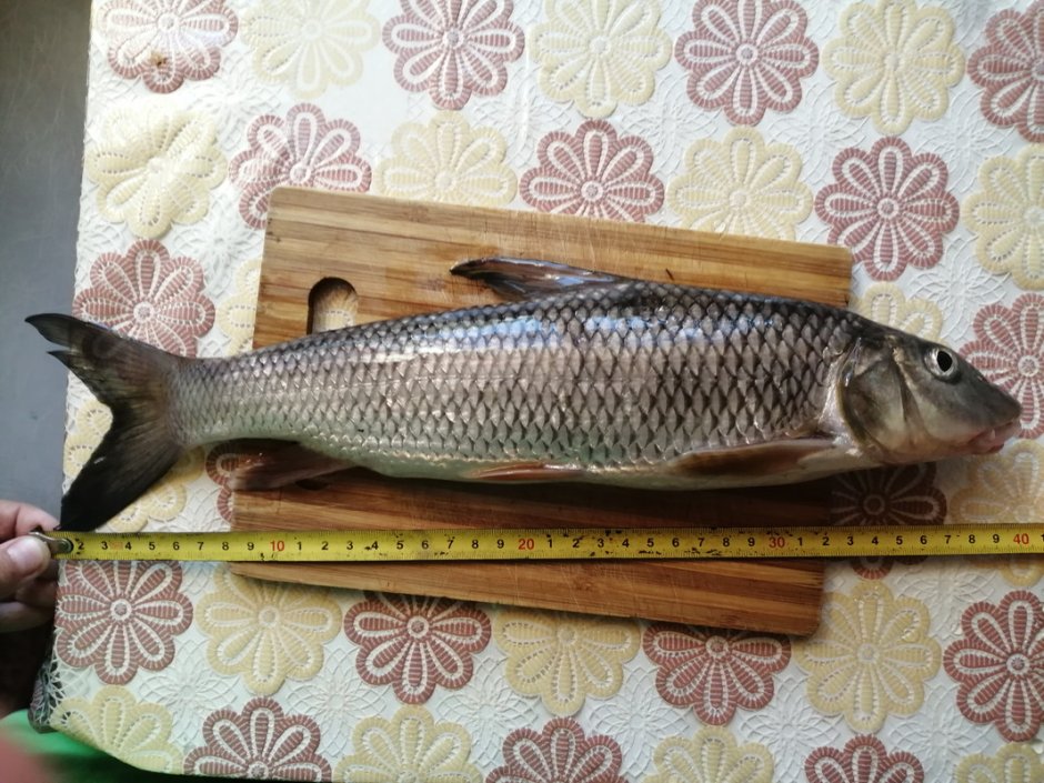Трегуб рыба Амура