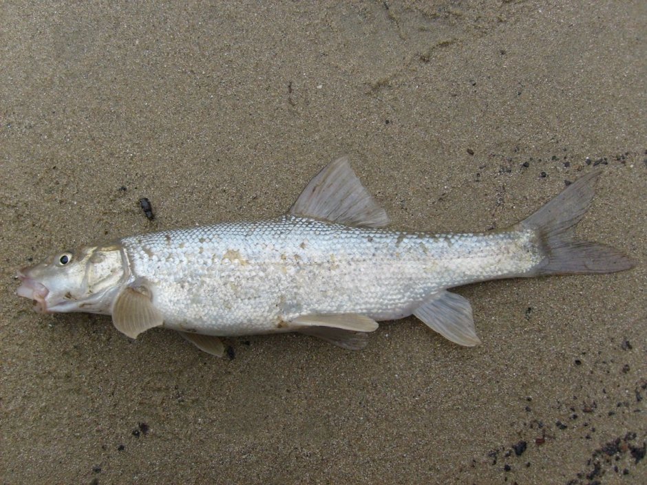Обыкновенная щука (Esox Lucius)
