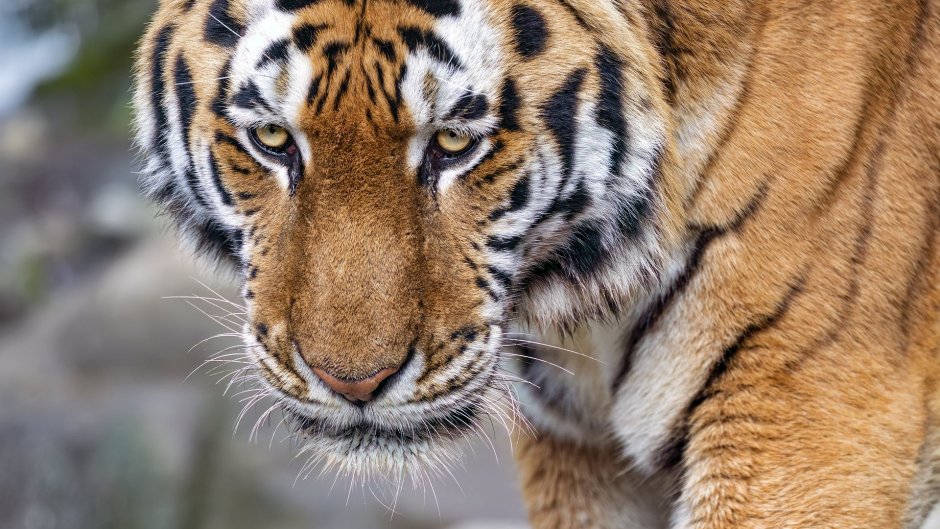 Король Луи орангутанг