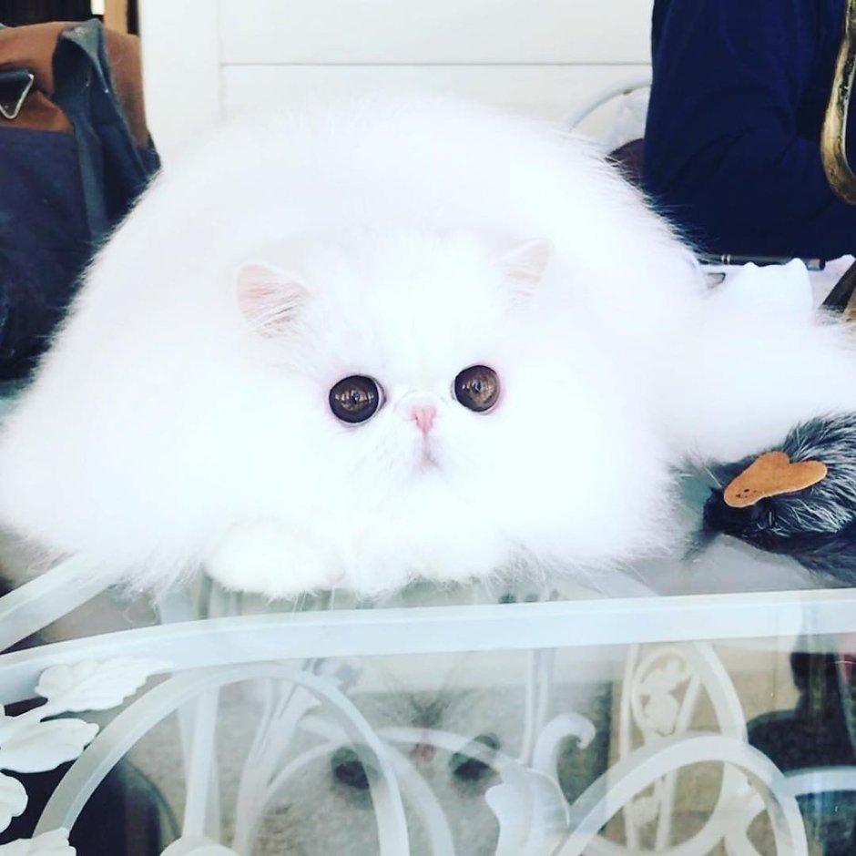 Кореянки с котами