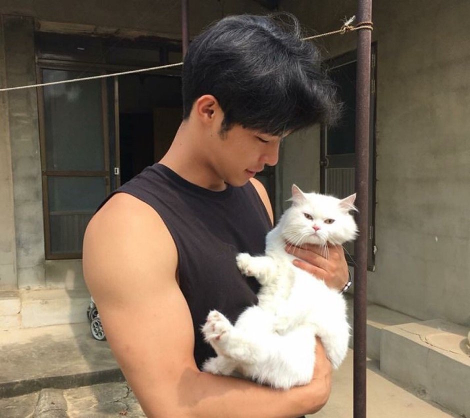 Корейский кот