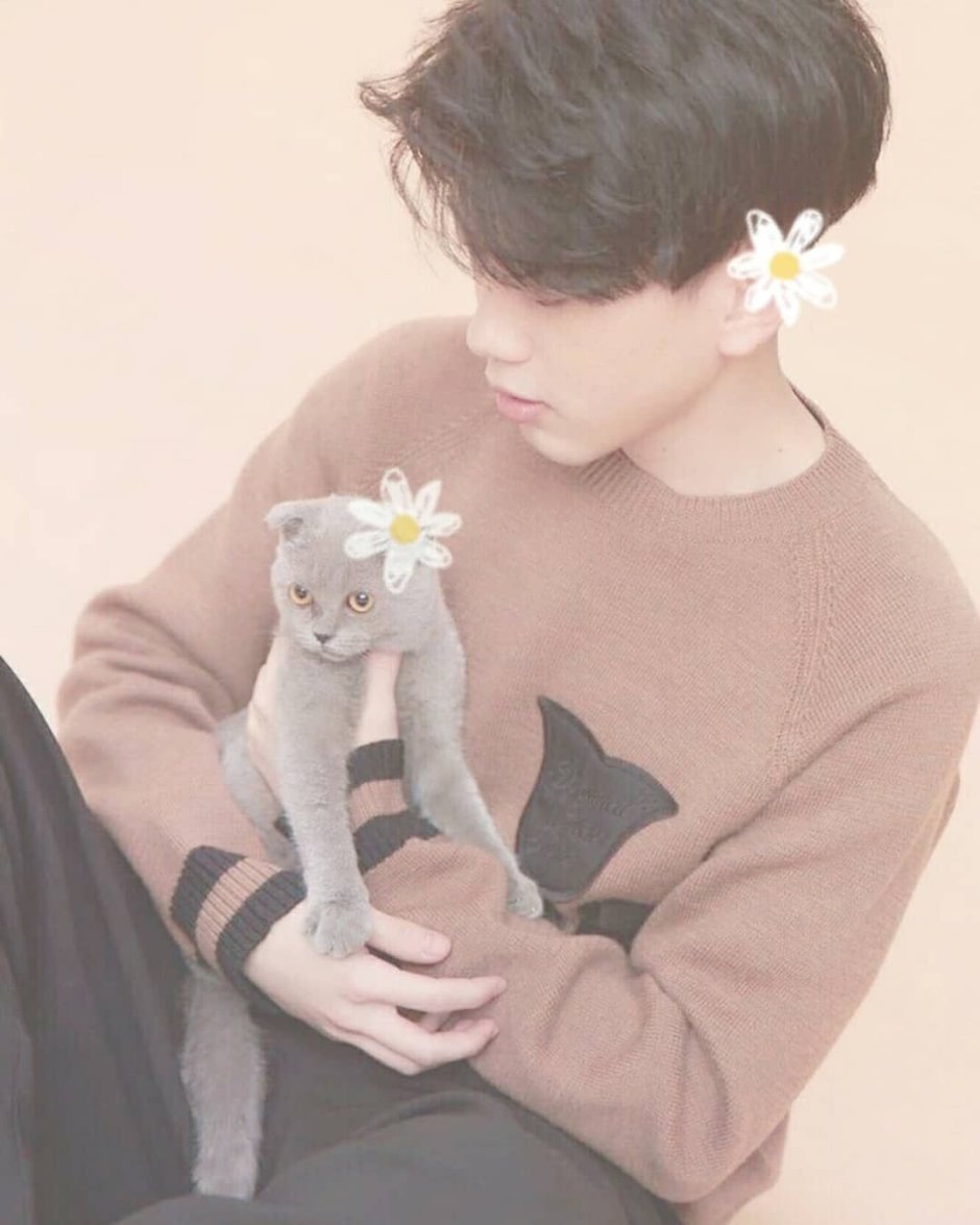 Корейские парни с котиками