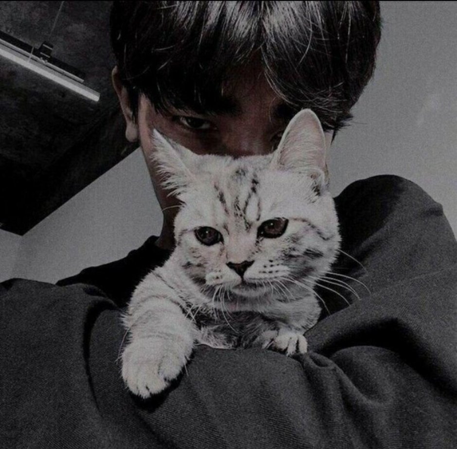 Стикеры. Кот