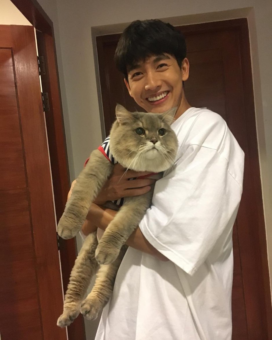 Корейские кошки