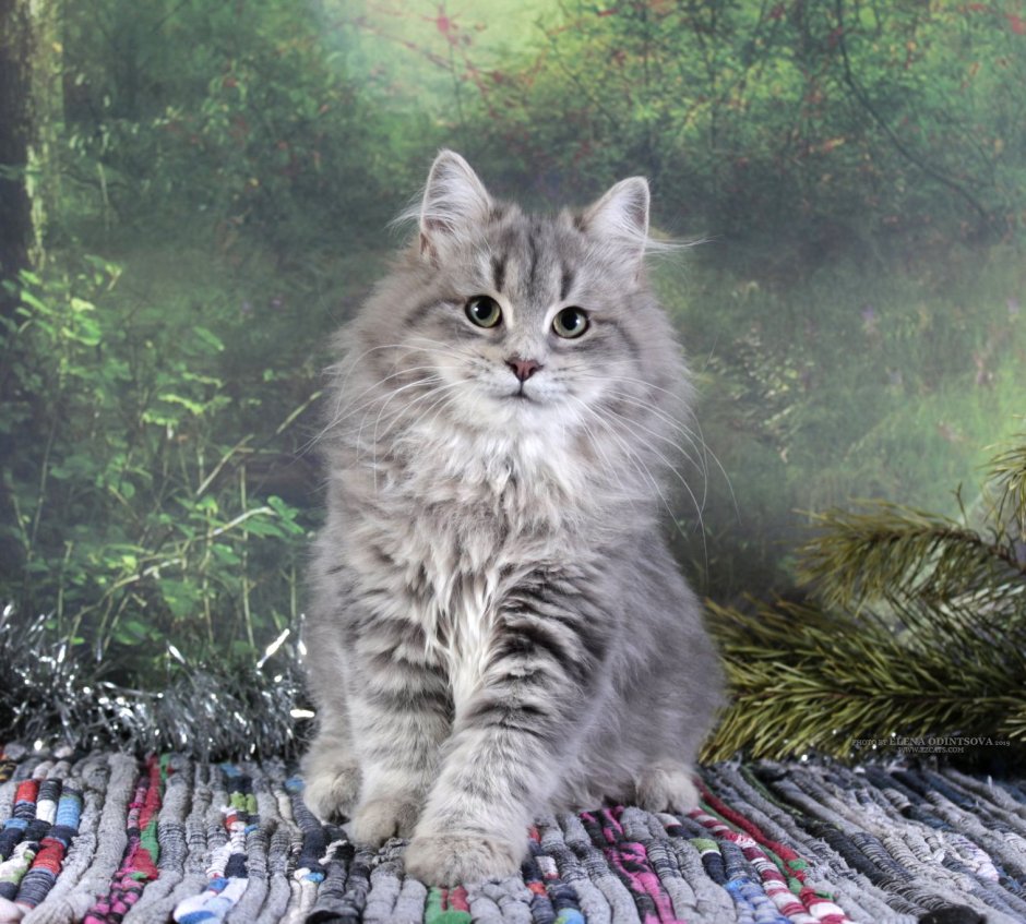 Сибирская кошка голубой табби