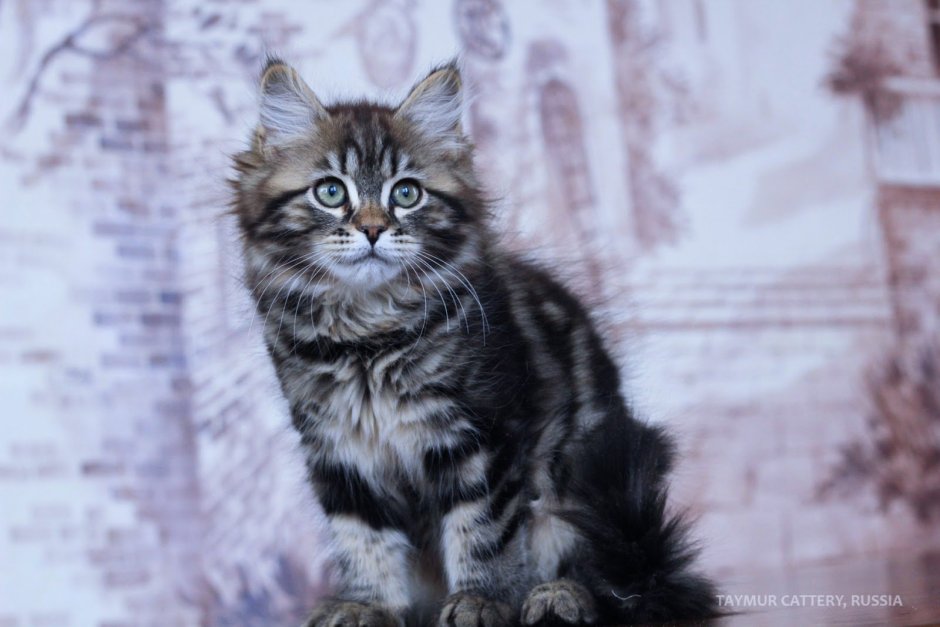 Сибирская кошка мраморный табби