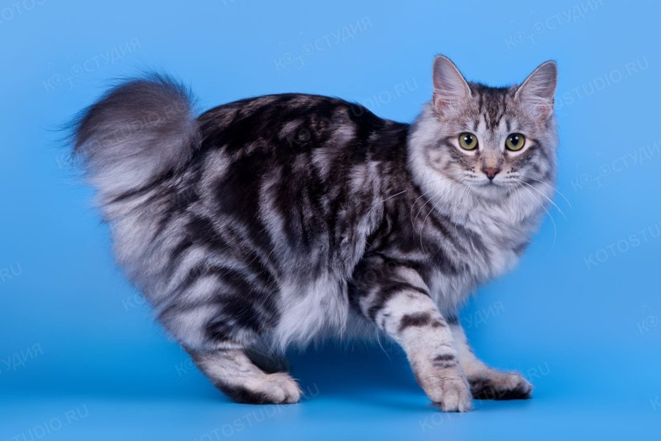 Сибирские котята