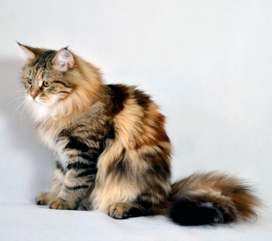Сибирская мраморная кошка
