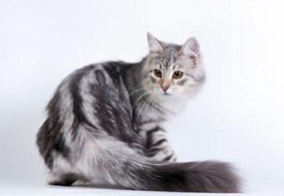 Сибирская мраморная кошка