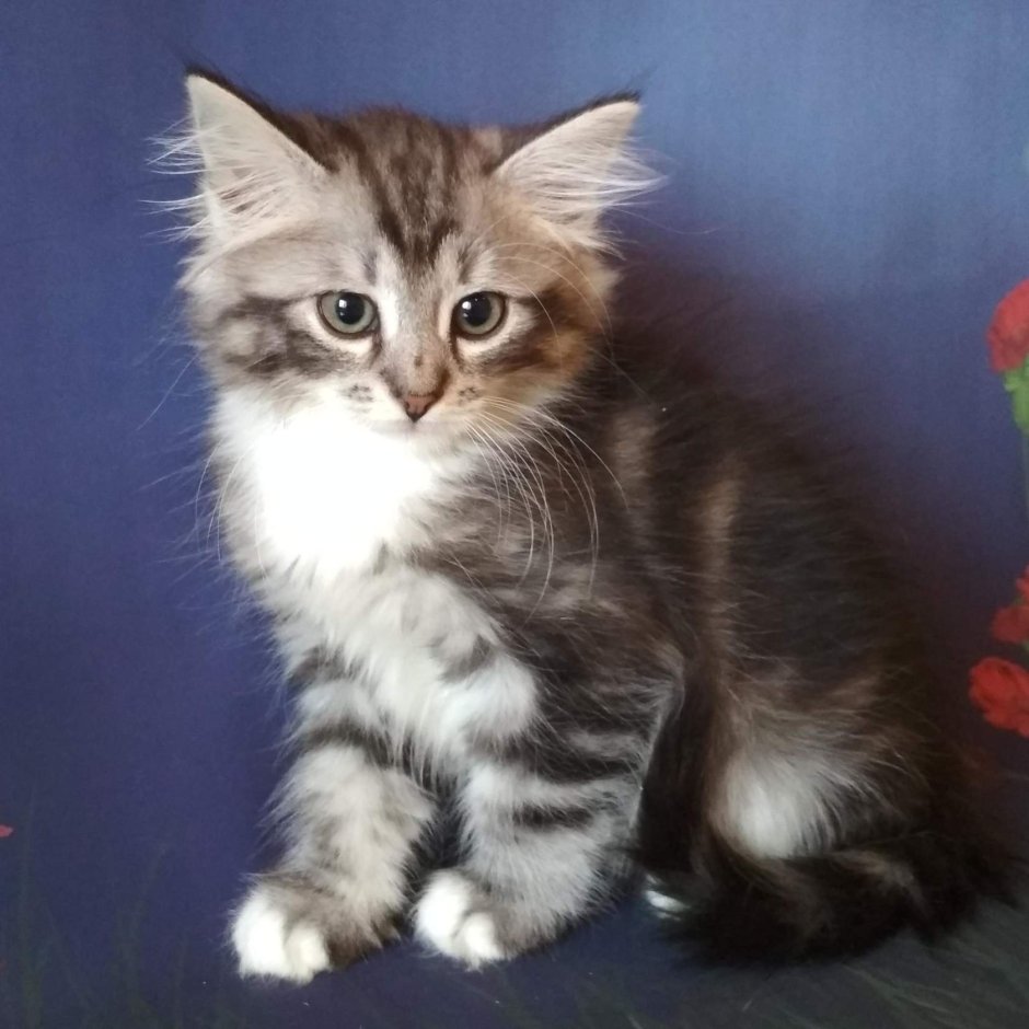 Сибирская кошка агути