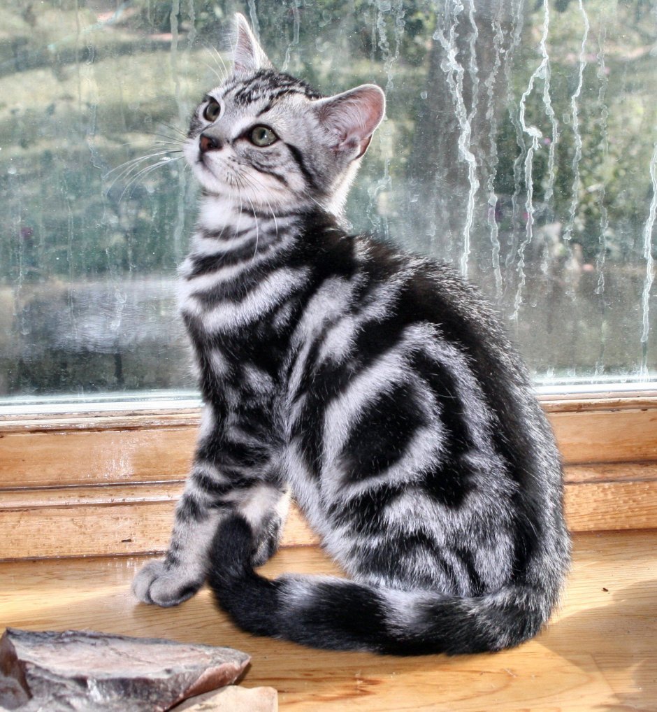 Сибирская кошка агути