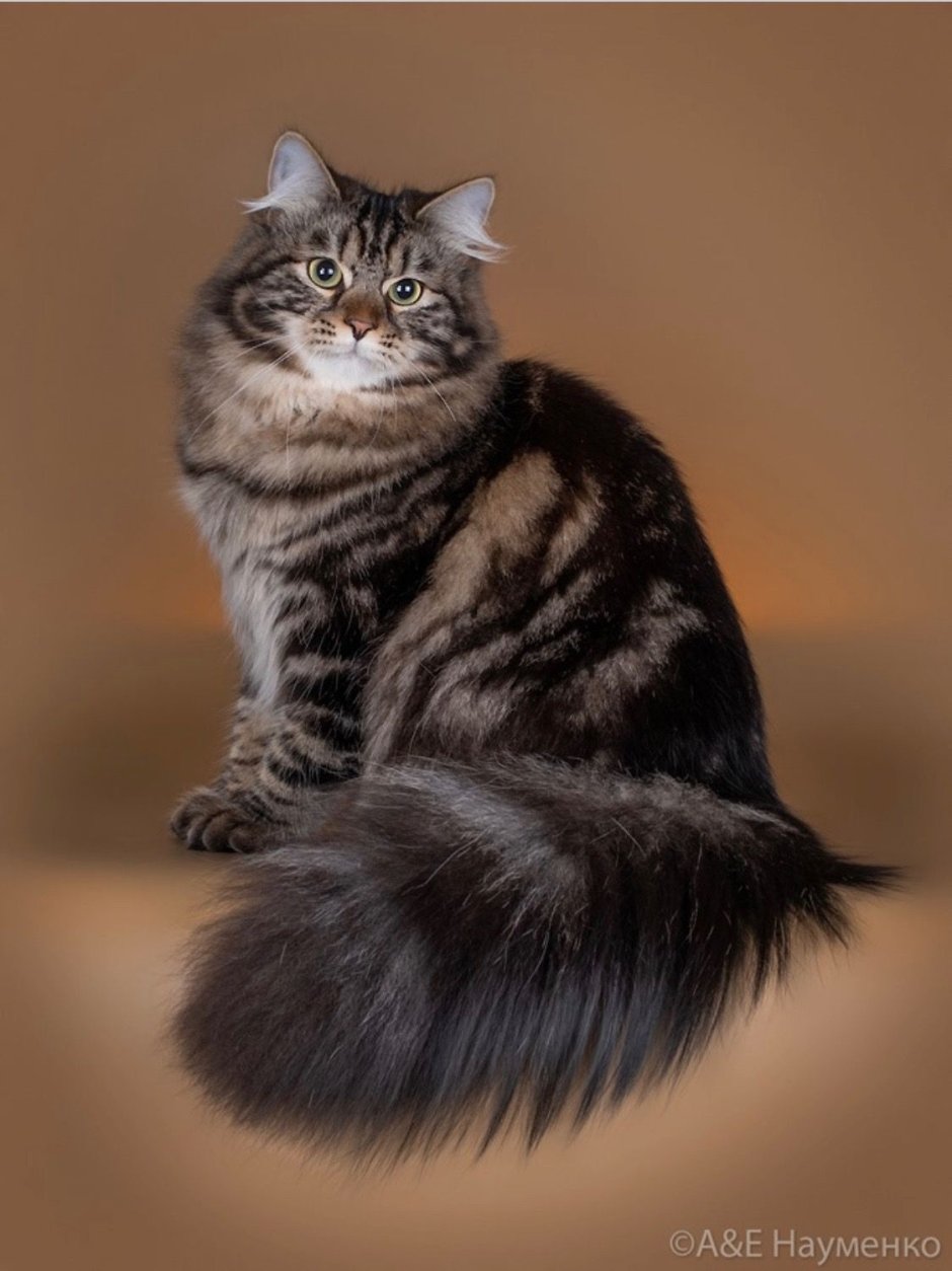 Сибирская мраморная кошка