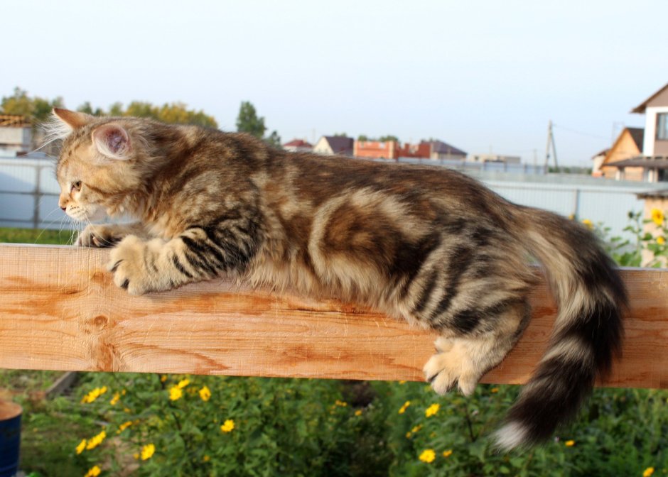 Мейн кун табби