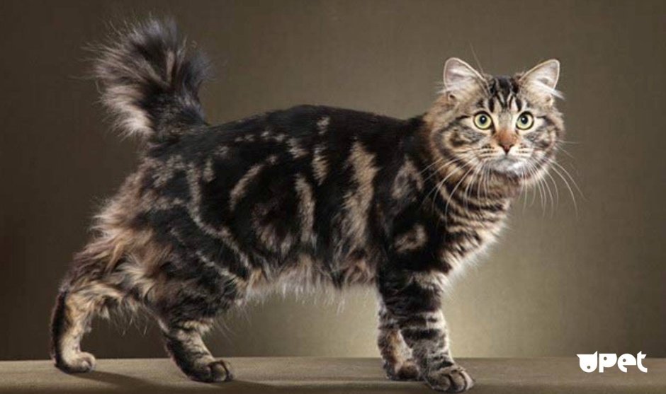 Американская короткошерстная табби