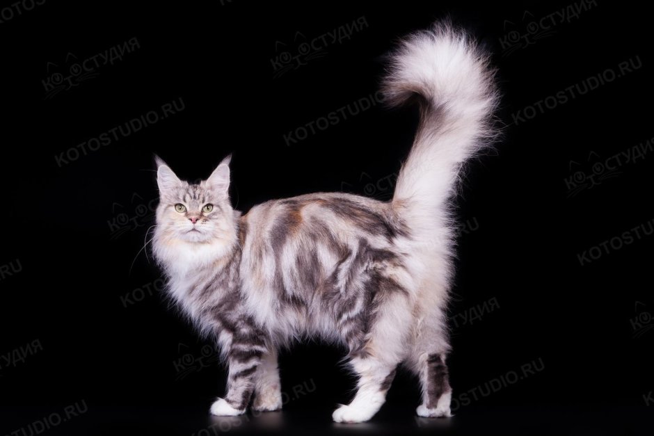 Сибирская кошка Сибирская