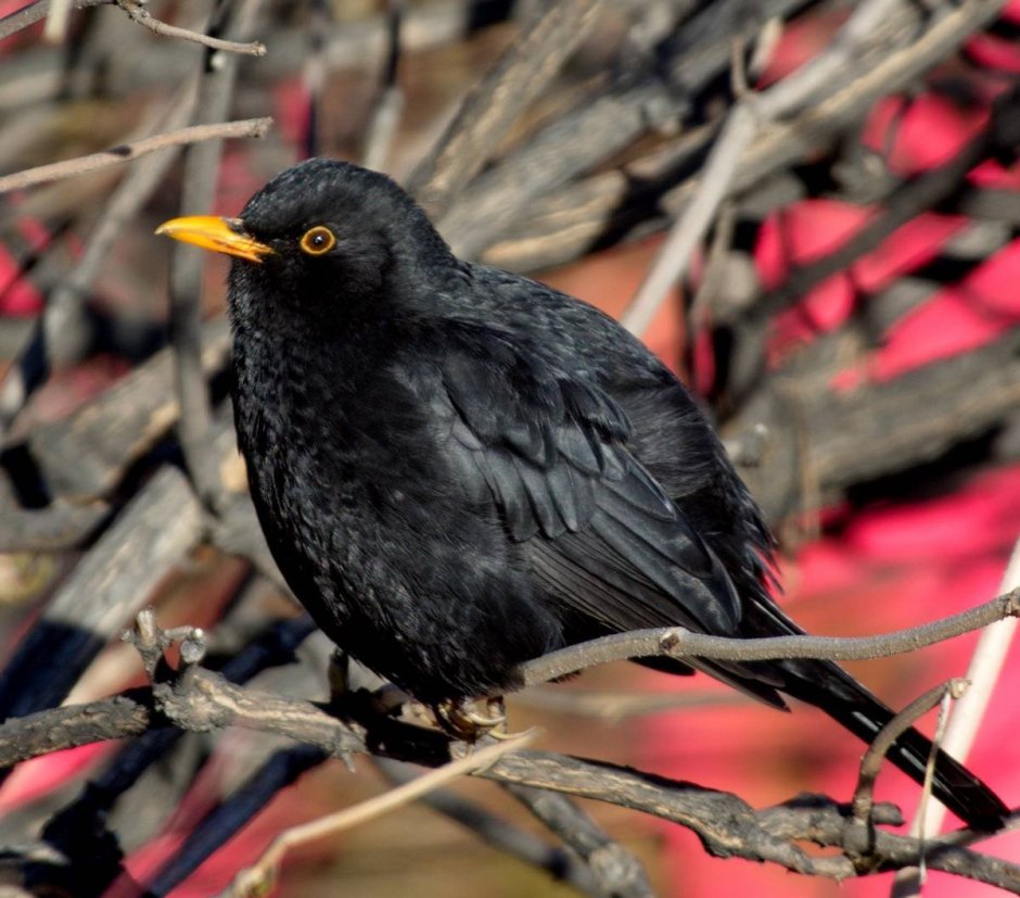 Дрозд чёрный (turdus Merula)