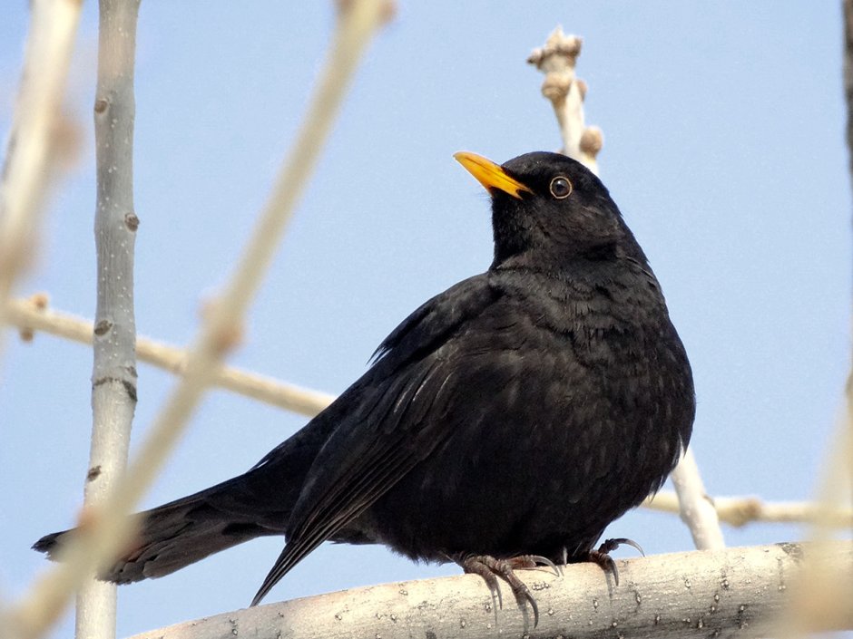 Blackbird черный Дрозд