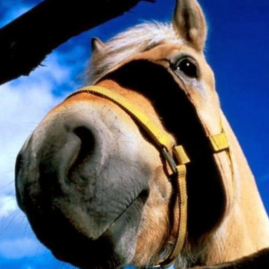 Лошадь ржет