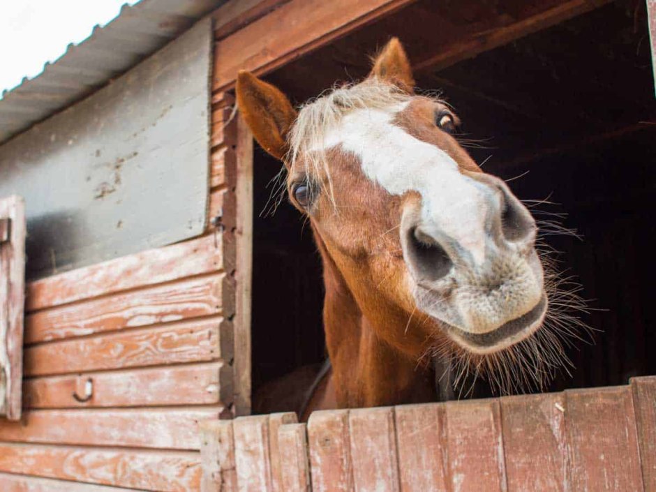Дурацкая лошадь