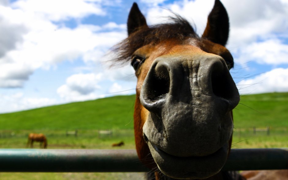 Нос лошади