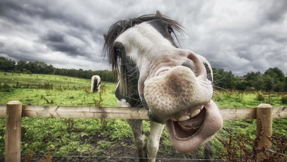 Смешные лошади