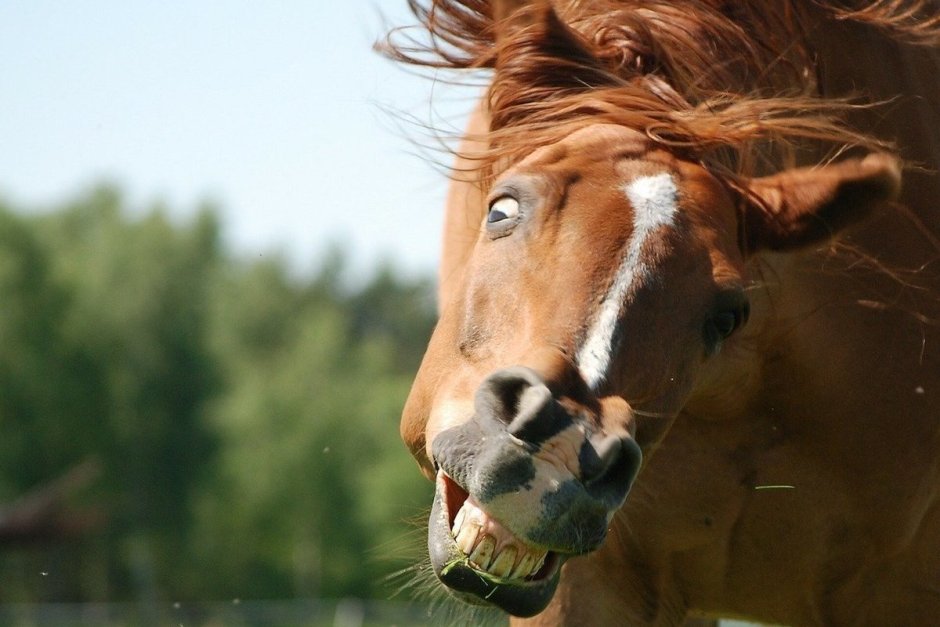 Забавные лошадки