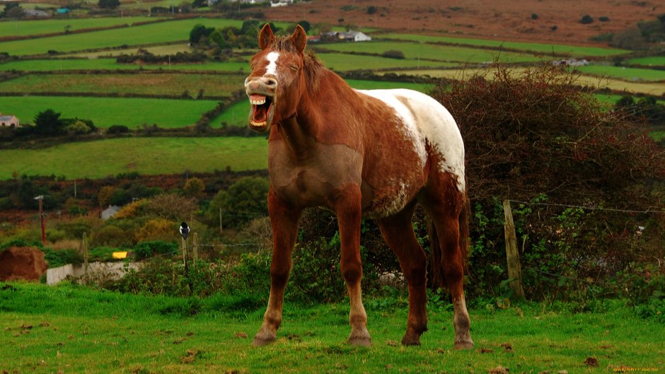 Лошадь породы Мустанг