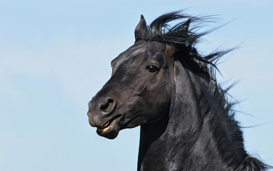 Черный конь