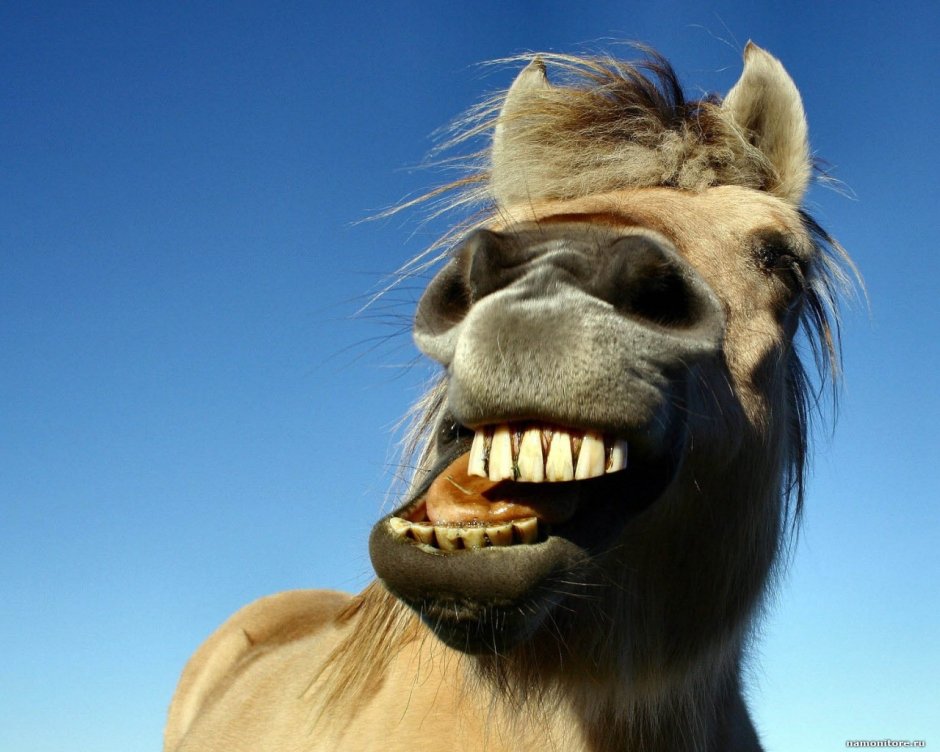 Конская морда