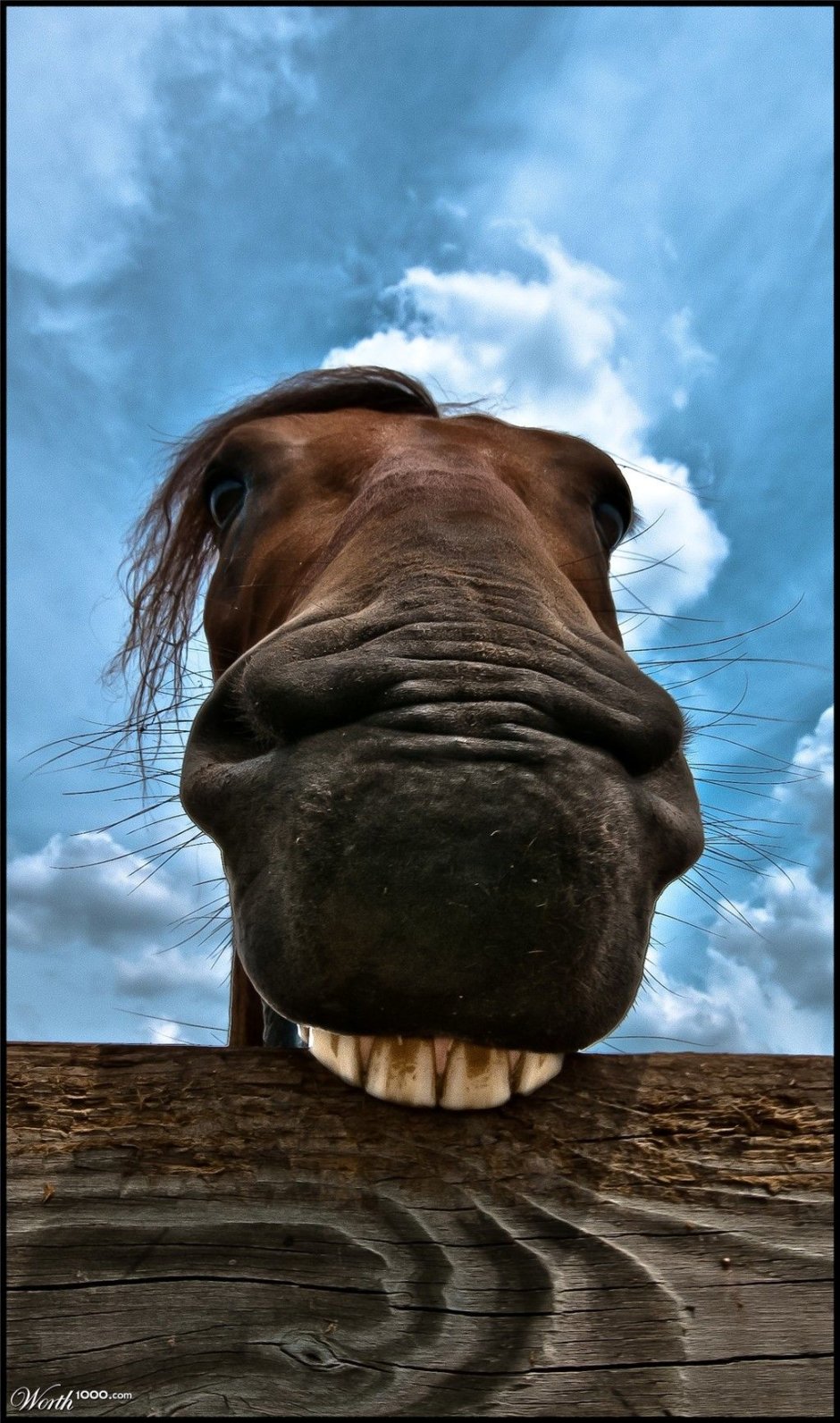 Ржачные лошади