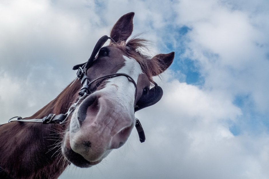 Лошадь в камеру