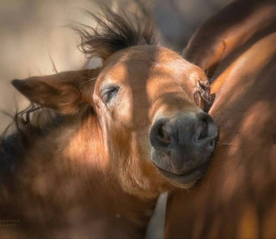 Смешной конь