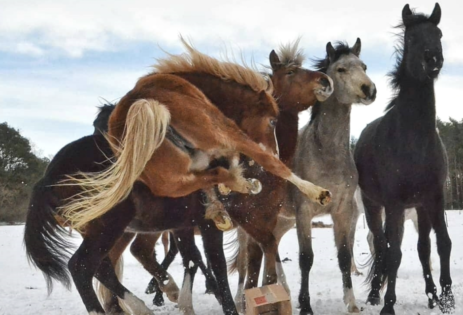 Рабочая лошадка