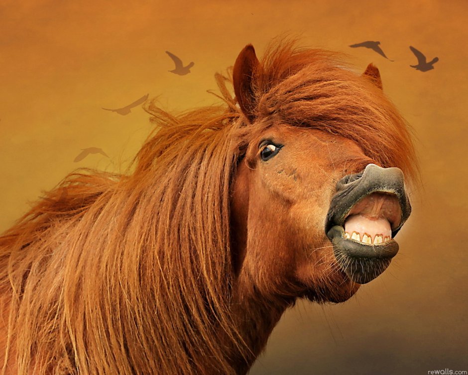 Лошадь подмигивает