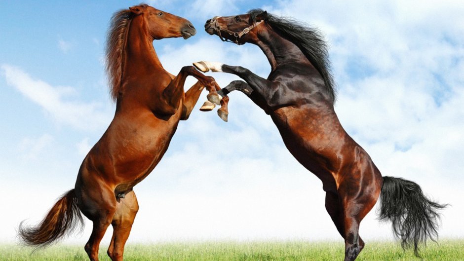 Лошадь на задних лапах