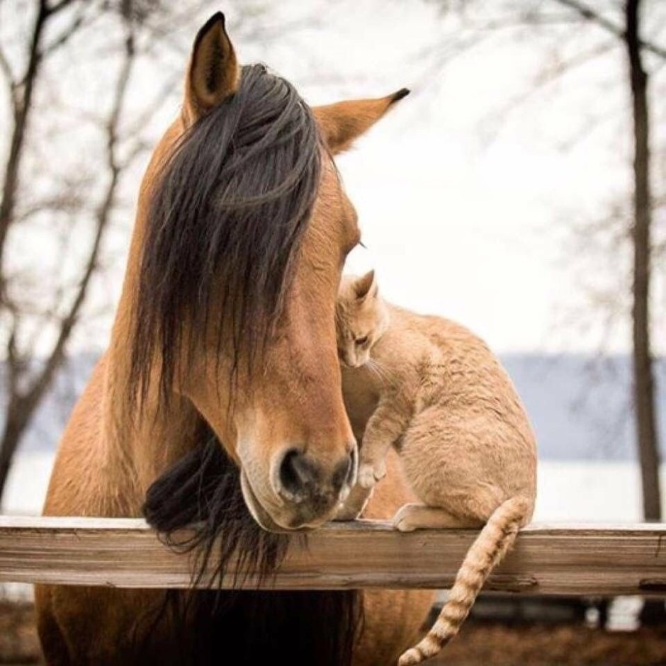 Лошади дружат