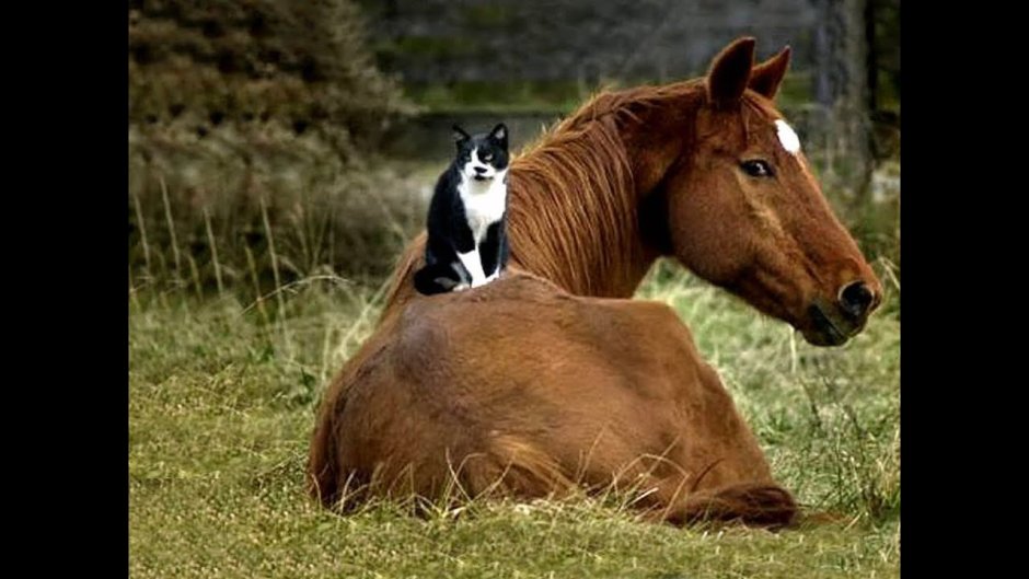Лошадь и кошка