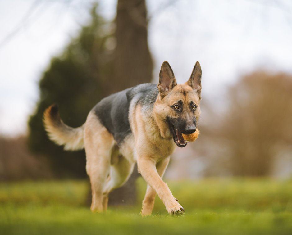 Sloped back Shepherd
