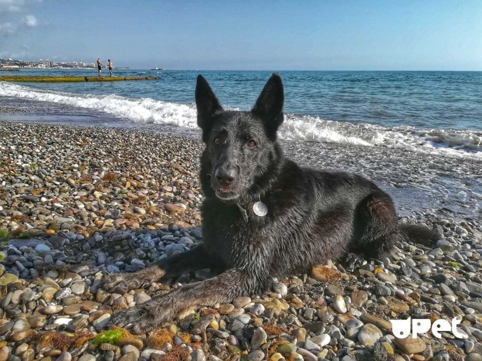 Немецкая овчарка на море