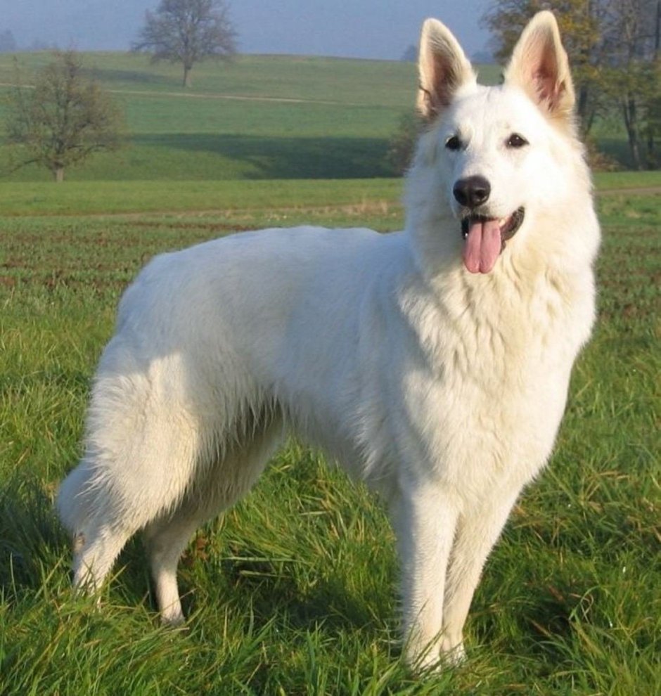 Альпийская овчарка белая