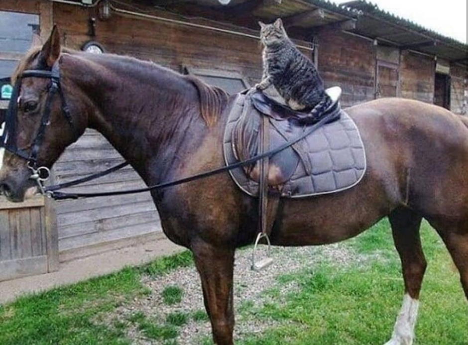 Лошадь в деревне в седле