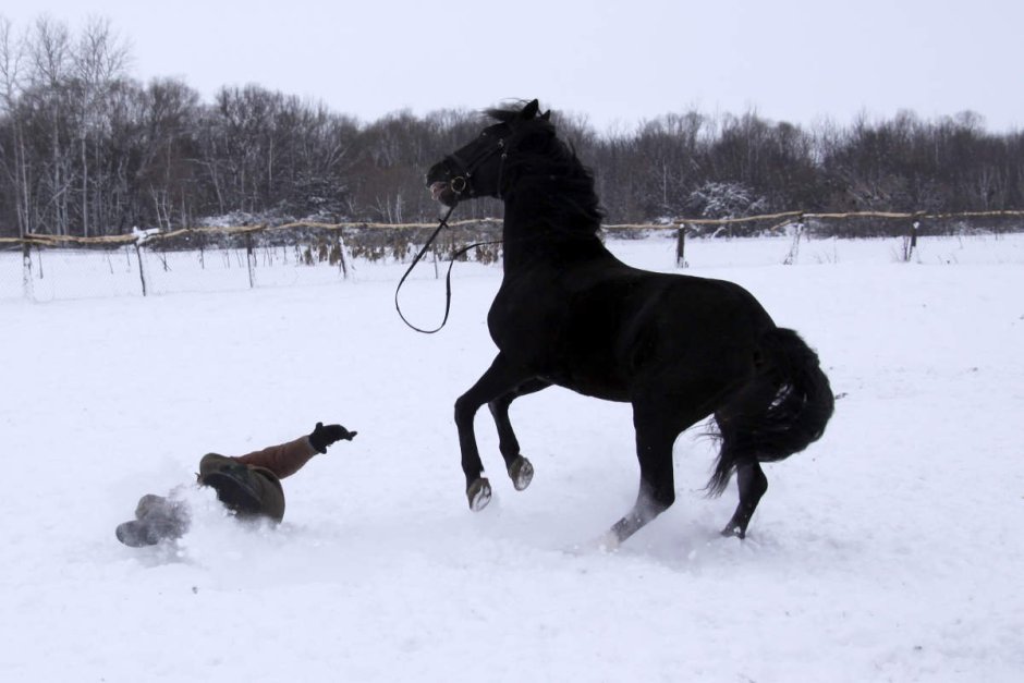 Лежачий конь