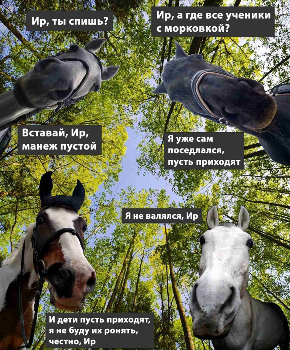 Лошадь Мустанг иноходец