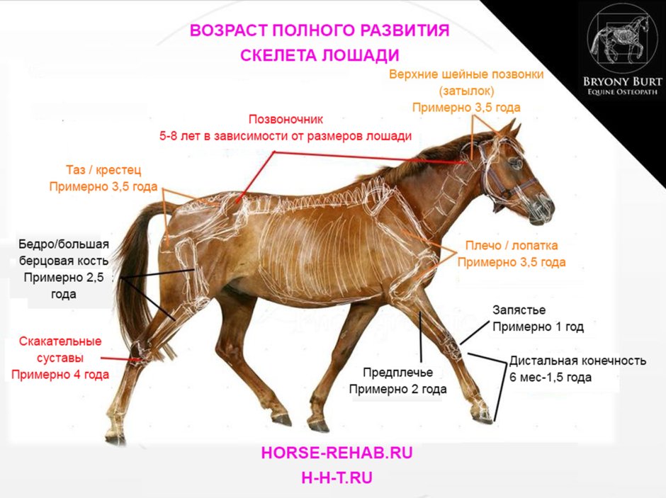 Лошадь сбрасывает всадника