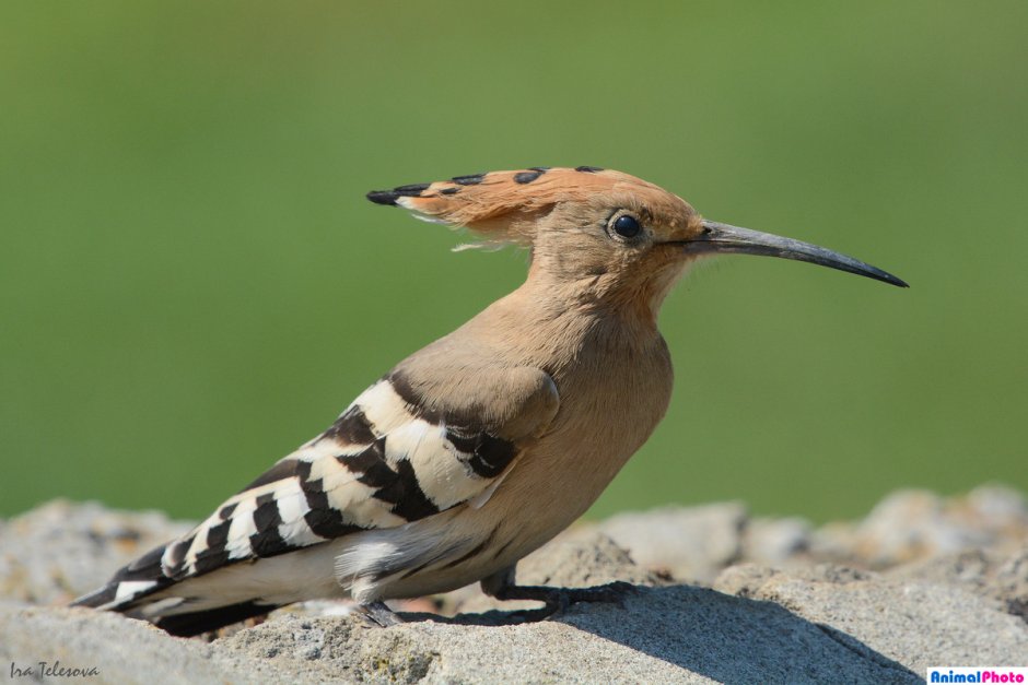 Удод средней полосы